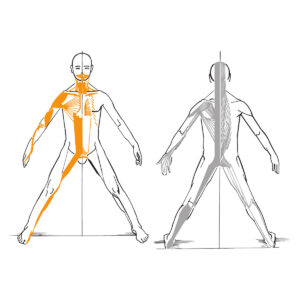 Module 3 - Les chaînes Antéro-Médianes et Postéro-Médianes