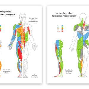 Poster Anatomique - Chaînes Musculaires : 2 posters vue face & dos (50 × 70 cm)