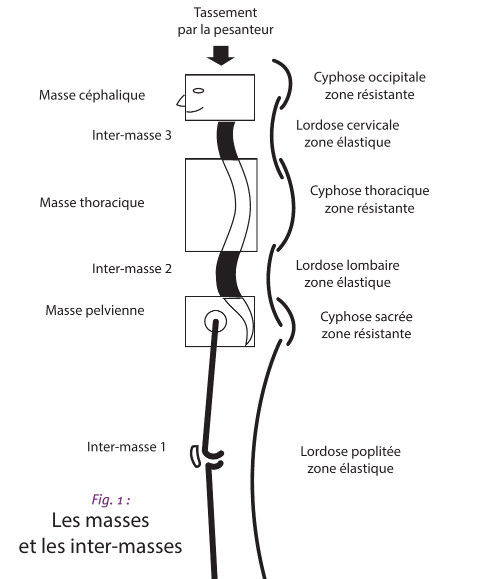 Schéma des masses et inter-masses corporelles selon la méthode GDS