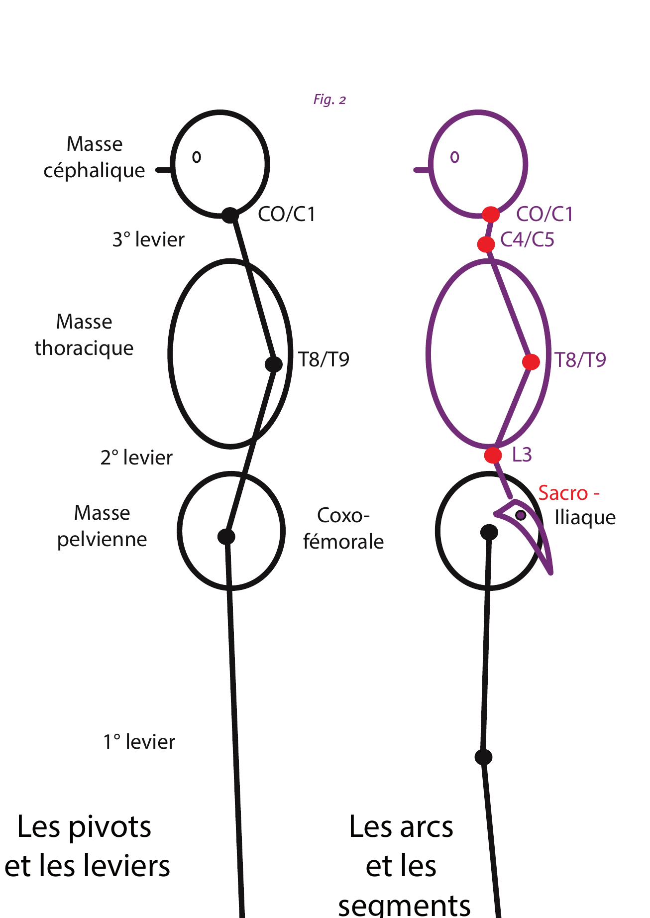 Schéma des pivots, leviers, arcs et segments de la colonne vertébrale