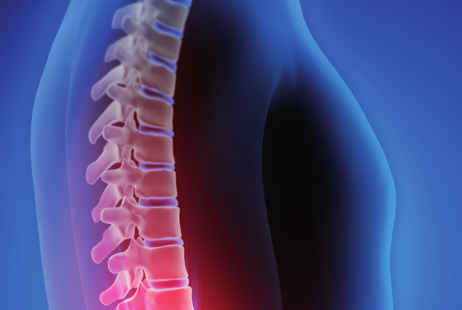 Visualisation médicale de la colonne vertébrale montrant ses courbures naturelles