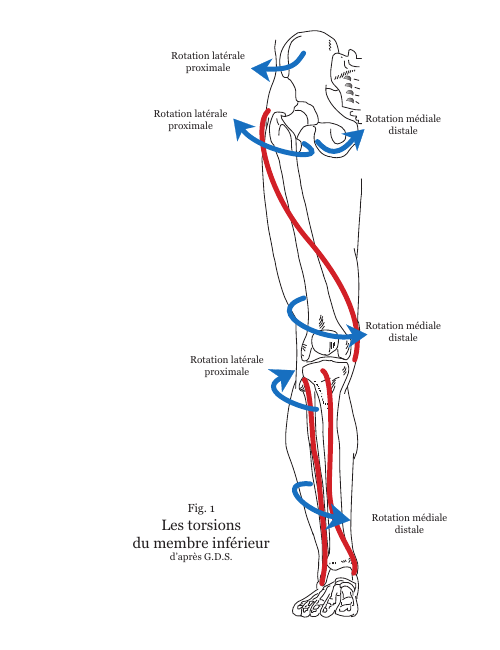 Schéma des torsions du membre inférieur d'après la méthode G.D.S.
