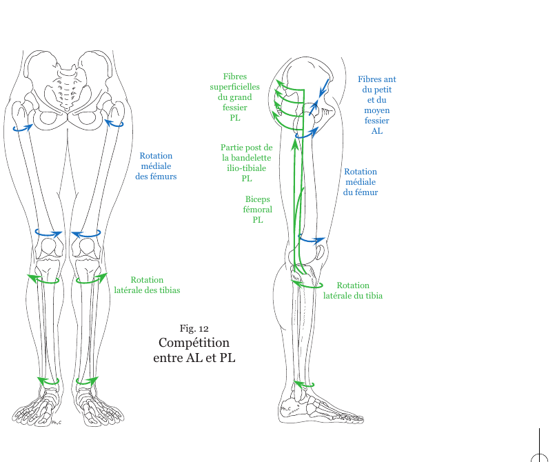 Schéma de la compétition entre chaîne antéro-latérale et chaîne postéro-latérale au niveau du fémur et du tibia