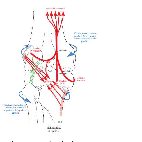 Schéma de la stabilisation du genou par le muscle poplité et le semi-membraneux
