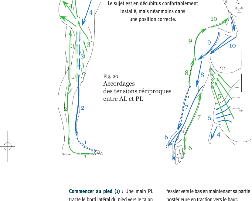 Schéma corporel des accordages des tensions réciproques entre chaînes antéro-latérales et postéro-latérales