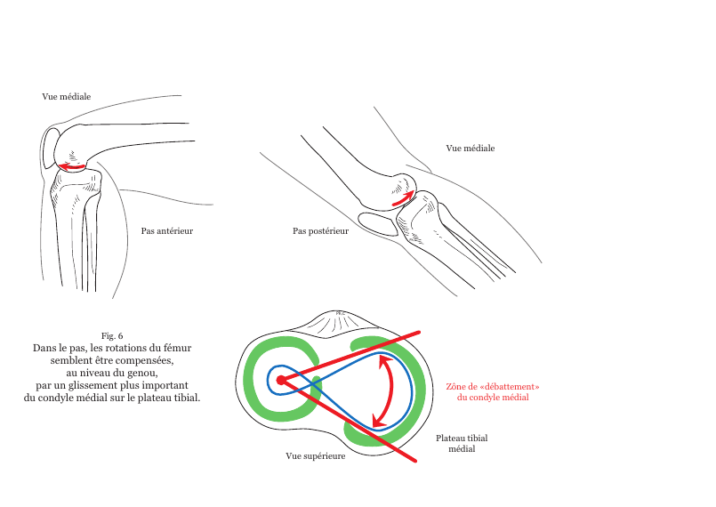 Schéma du glissement du condyle médial sur le plateau tibial et de la forme des ménisques