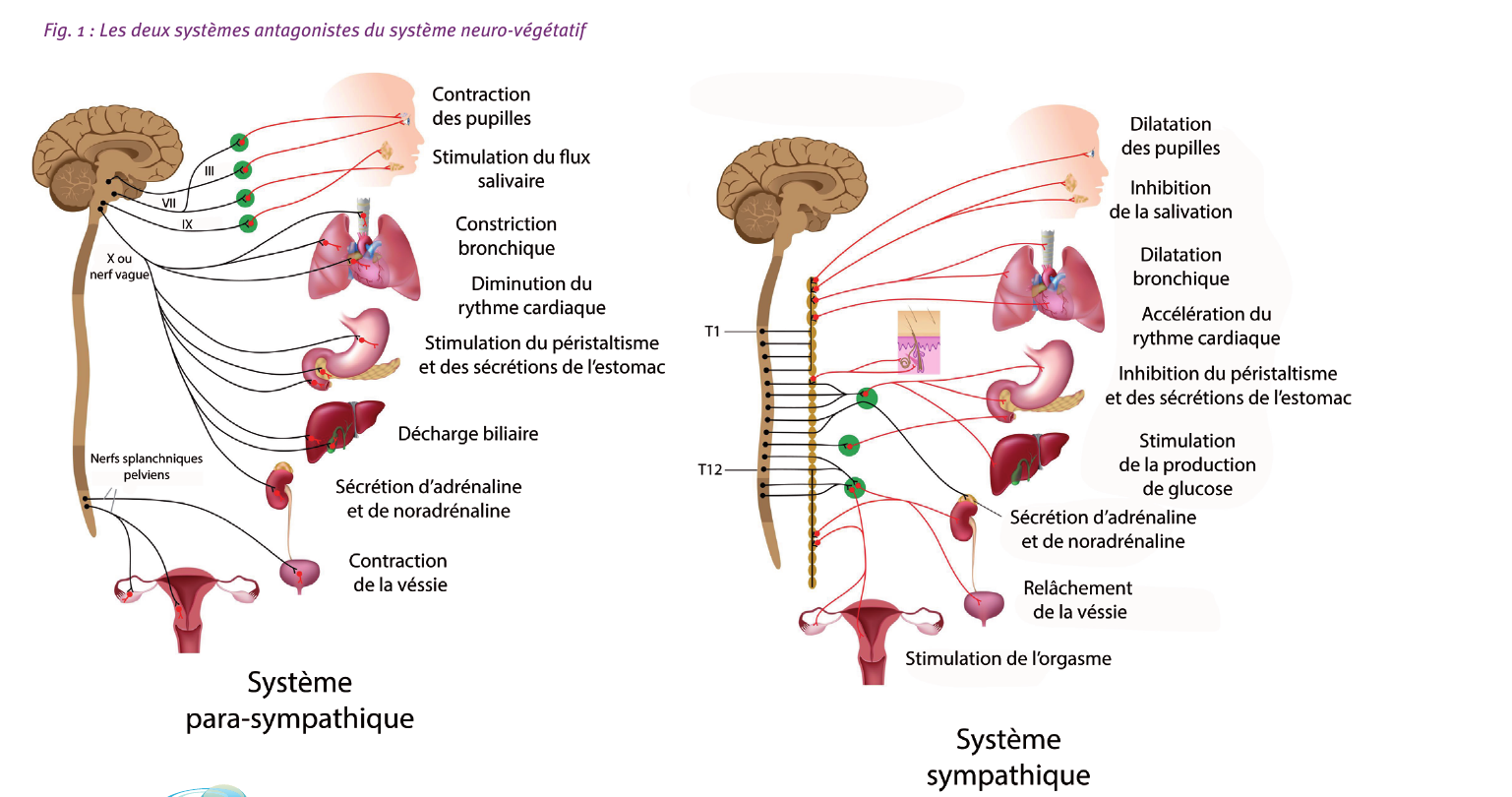 Fig. 1 — Les deux systèmes antagonistes du système neuro-végétatif