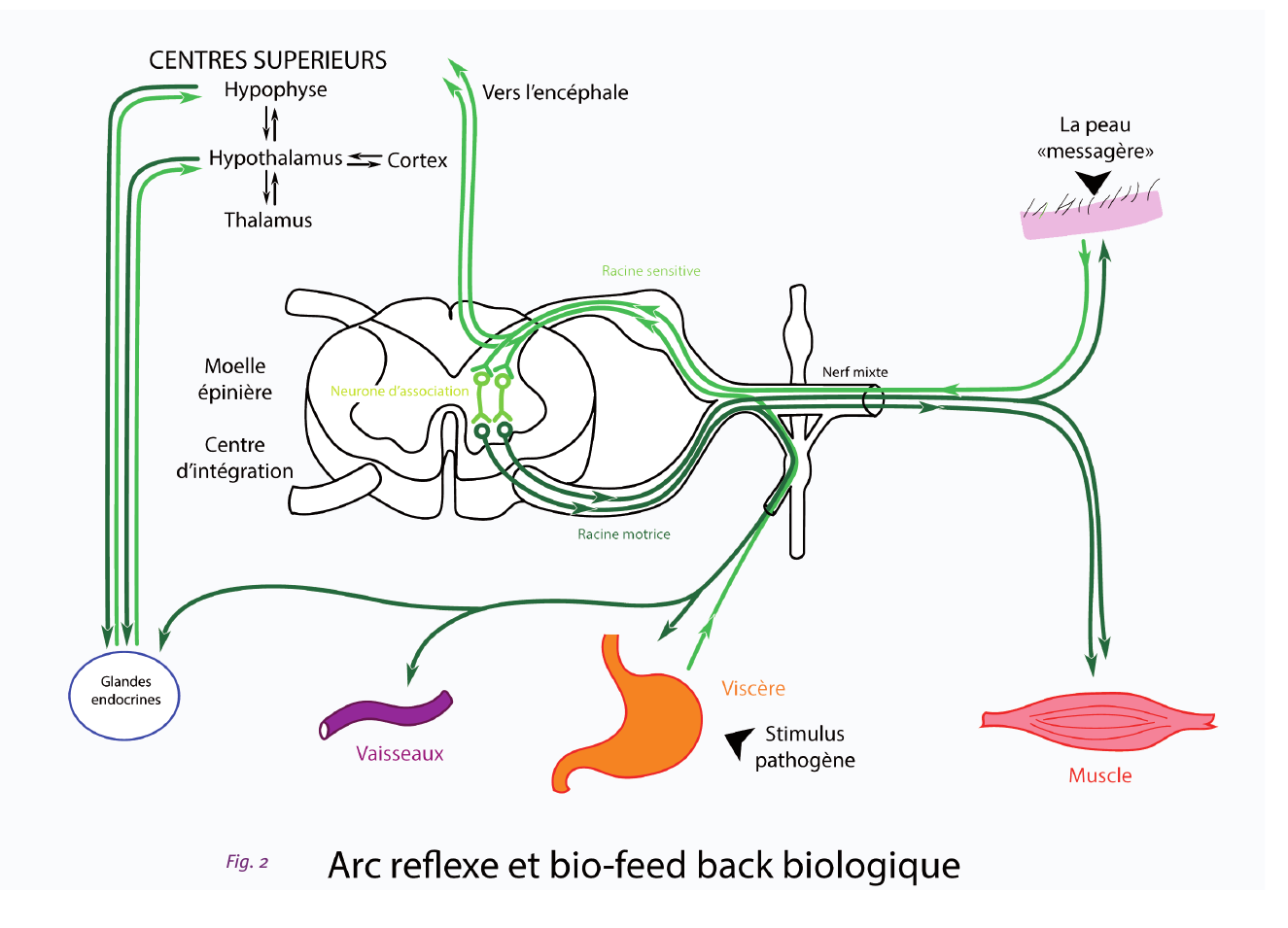 Fig. 2 — L'arc réflexe et le bio-feed-back biologique