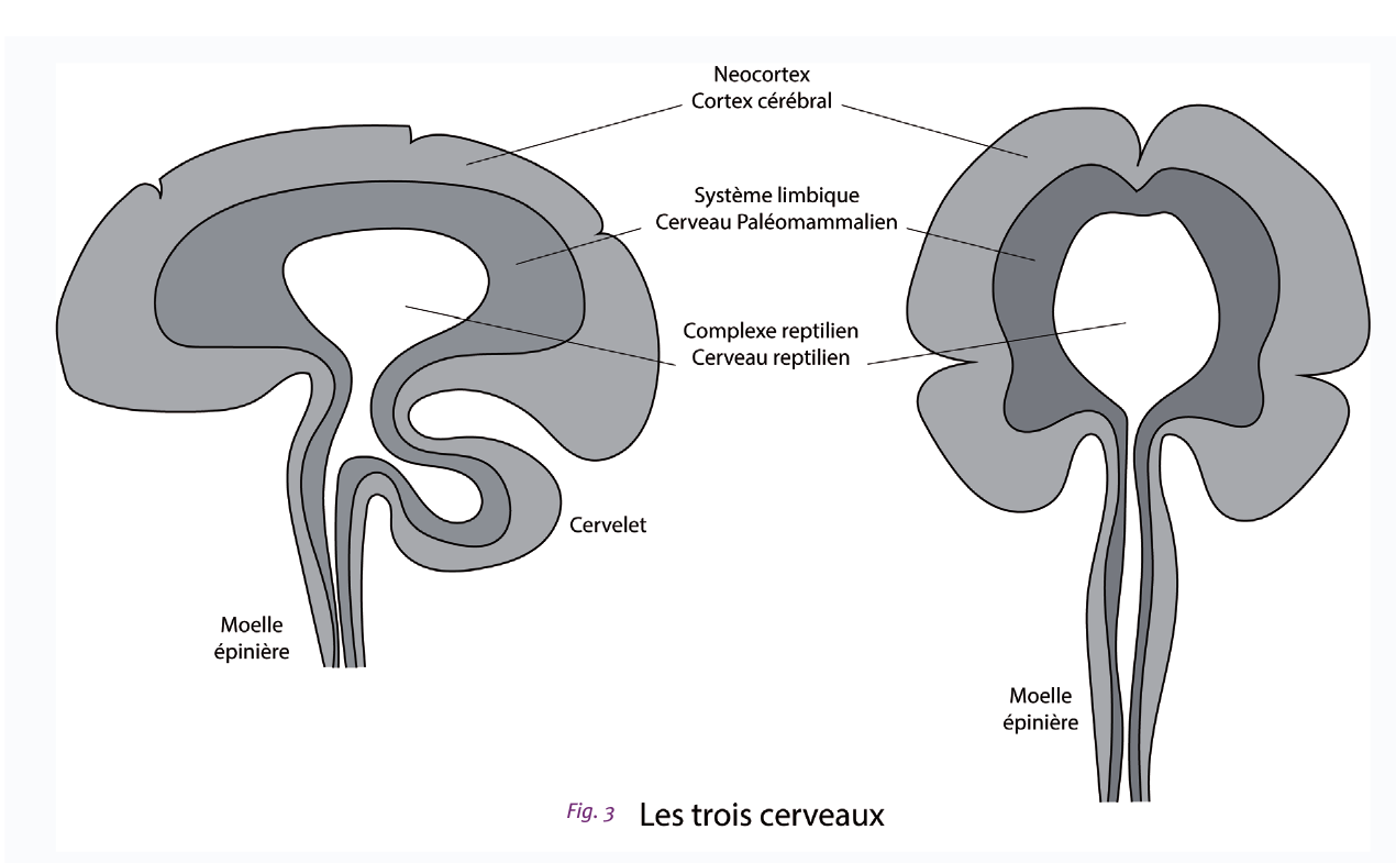 Fig. 3 — Les trois cerveaux