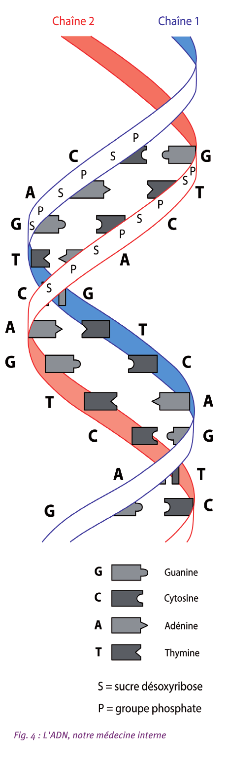 Fig. 4 — L'ADN, notre médecine interne