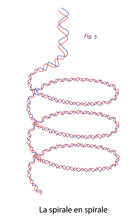 Fig. 5 — La spirale d'ADN