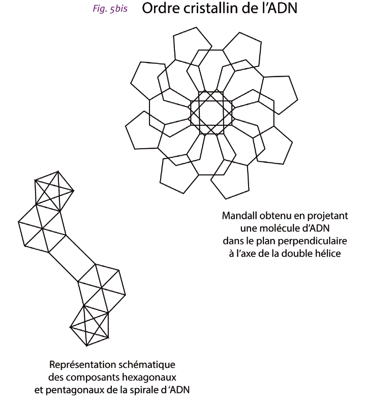Fig. 5 bis — Ordre cristallin de l'ADN