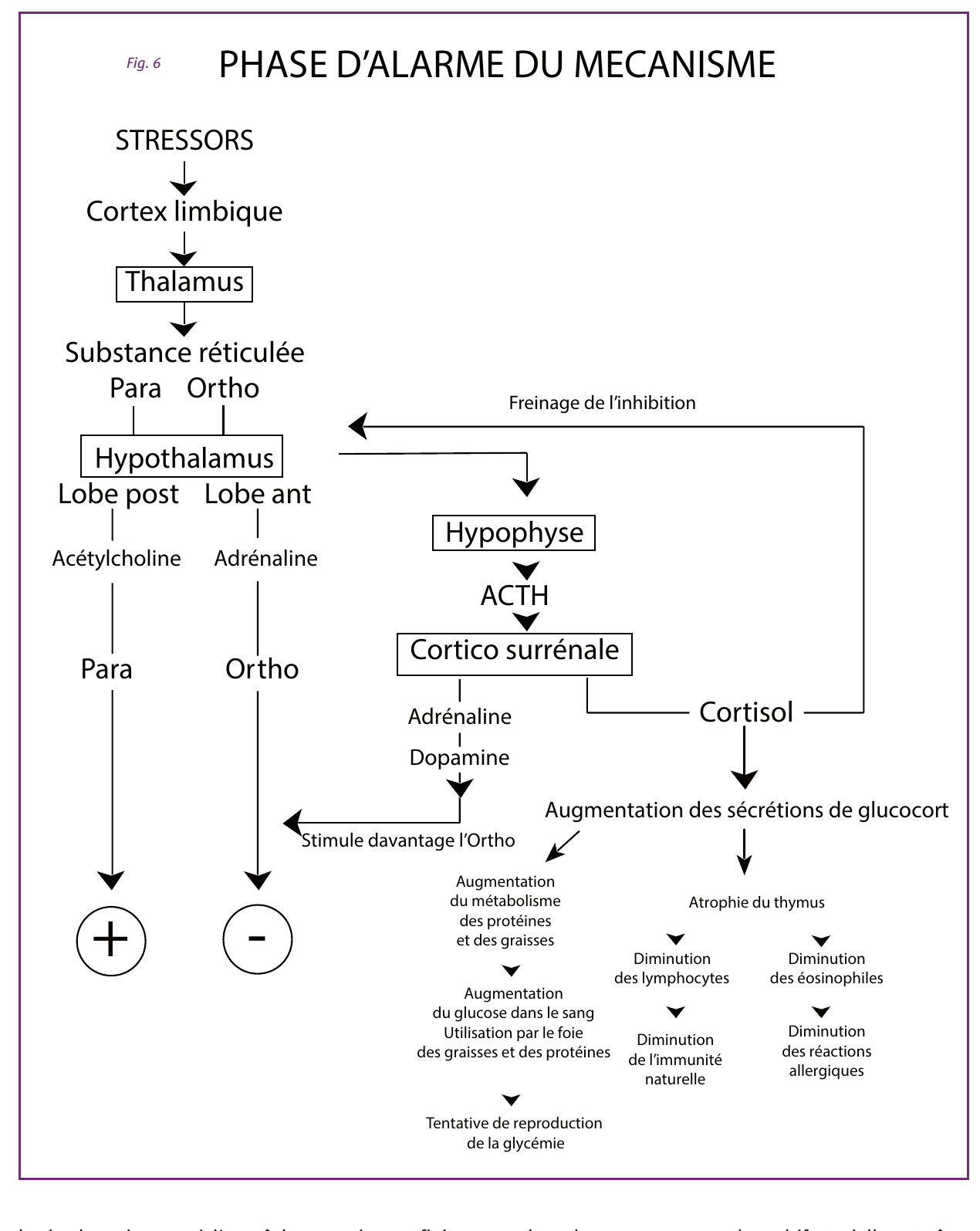 Fig. 6 — Phase d'alarme du mécanisme du stress